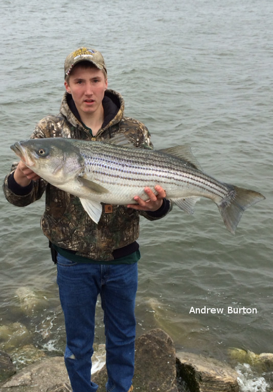 8 Tips for Striper Fishing From Shore - Chesapeake Light Tackle