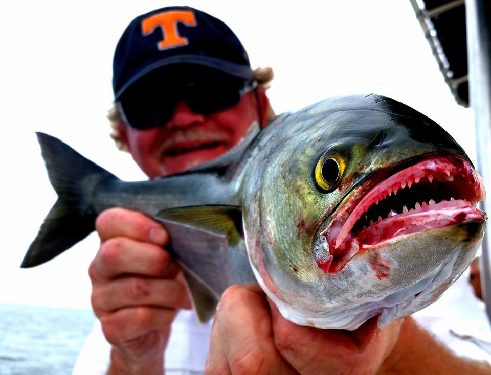 Learn About the Bluefish – Fishing